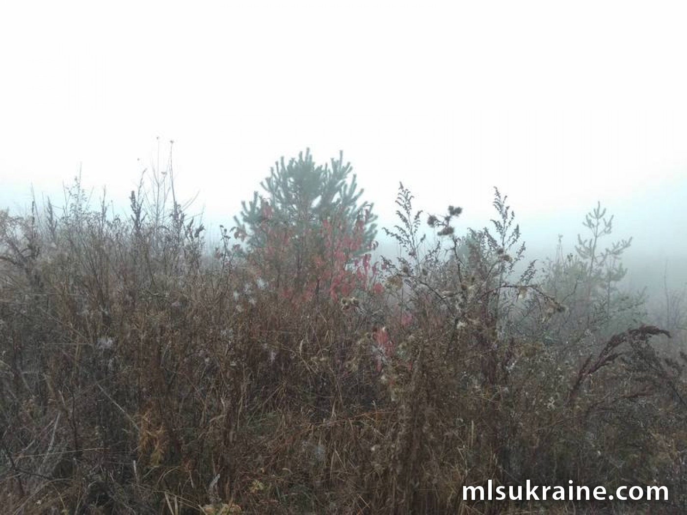 Оголошення 20010061