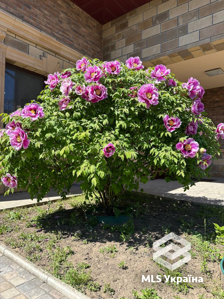 Будинок за адресою вул. Спортивна (площа 450 м²) - Atlanta.ua - фото 9